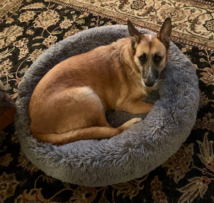 Jan 17 - Elsa patiently waiting for the rain to stop so we can go for a walk.